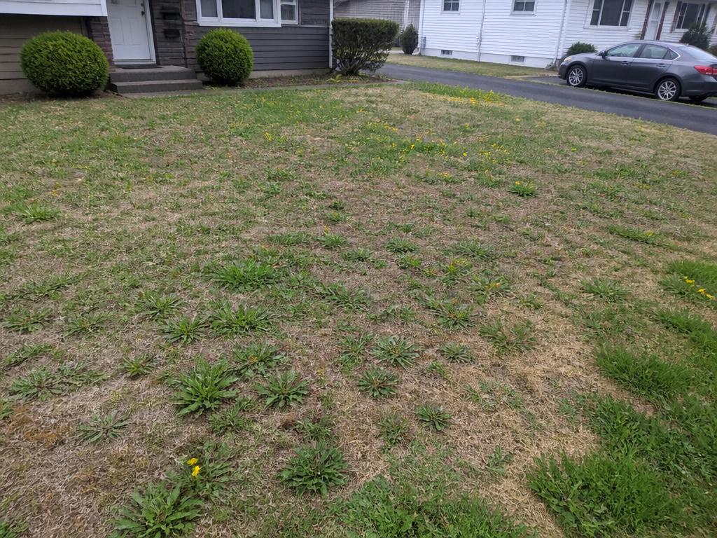 Patchy brown lawn with weeds before lawn renovation